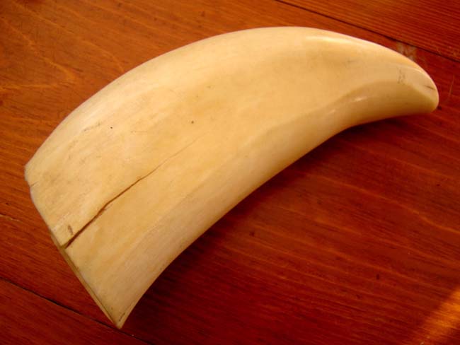 A large 7" whale's tooth weighing approximately 1.3 pounds